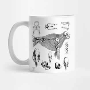 Sea Lion Seal | Ocean Animal Mammal Marine Life Mug